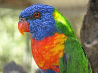 Rainbow lorikeet in the wildlife, NSW, Australia
