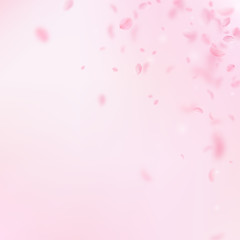 Sakura petals falling down. Romantic pink flowers corner. Flying petals on pink square background. L