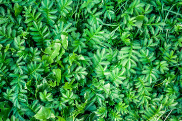 Fototapeta premium Green grass carving leaf background