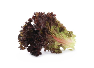 Fresh lettuce leaves isolated on white