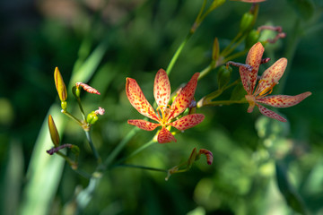 Blackberry lily bloom in the garden