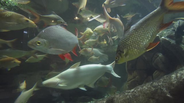 Beautiful fish float in freshwater aquarium stock footage video