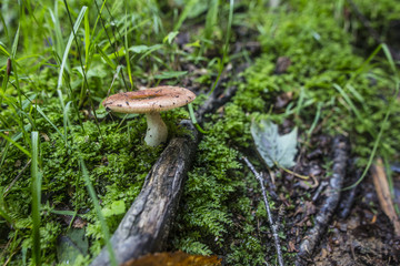 Mushroom growing from forest floor through wet moss and foliage
