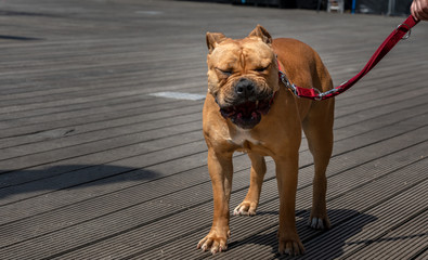 Bullmastiff