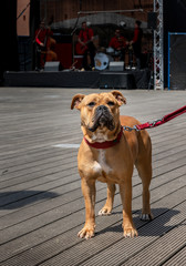 Rassehund