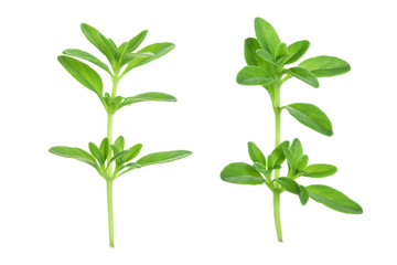 Fresh thyme spice isolated on white background