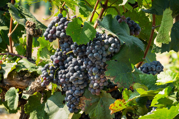 Blaue Trauben auf Weinrebe