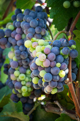 Blaue Trauben auf Weinrebe