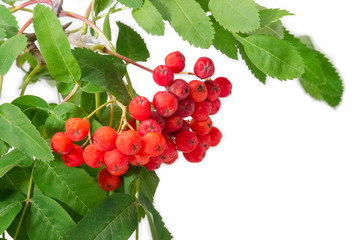 Cluster of rowan berries on branch on a white background