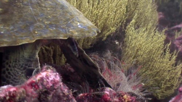 Sea turtle underwater lagoon of ocean on Galapagos. Amazing life of tropical nature world in blue water. Scuba diving.