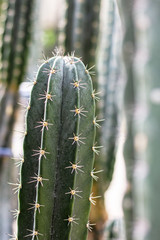 Cactus and spike with sunlight.