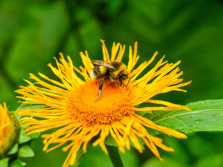Bee on a flower of the Telekia speciosa close-up