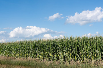 Fototapeta na wymiar Corn field background