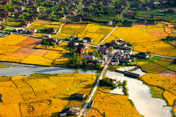 Vietnam terrace rice field