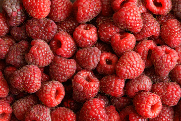 Fresh raspberries background closeup photo