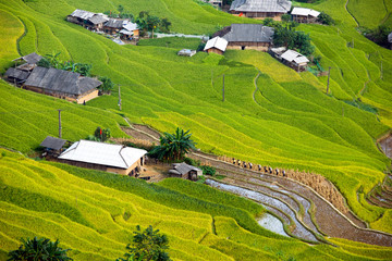 Vietnam terrace rice field