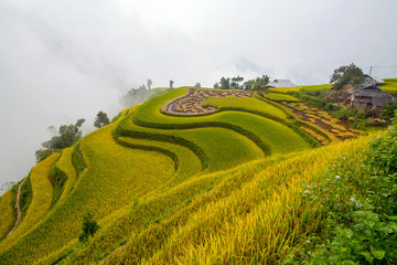 Fototapeta na wymiar Vietnam terrace rice field