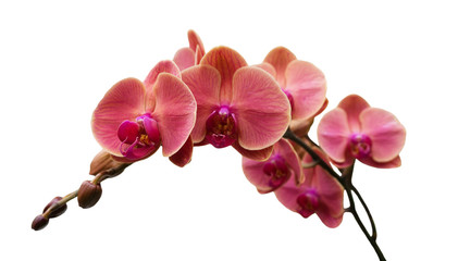 Orchird Flowers Branch Isolated on White