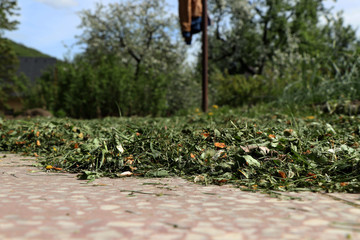 A small pile of grass ready for drying on sun because we need hay for food for hens. Pavement and small layer of grass can create in hot days hays