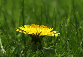 A one big dandelion blossom in the middle of grassland. View is from site for set off bloom of...