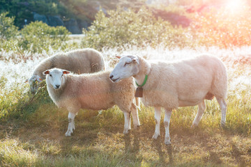 Family of three norwegian sheep and lambs with bell on neck at meadow in the morning.