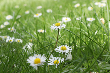 A beautiful meadow of full of daisies in czech park near river Moravka. A daisy is in the middle of grass and it is basic flower in europe