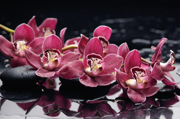 Red branch orchid on black stones reflection 