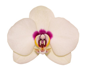 Fototapeta na wymiar Orchird Flower Isolated on White