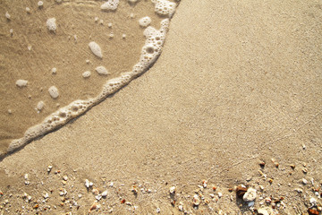 Soft wave of sea on sandy beach and carcass shells Background.