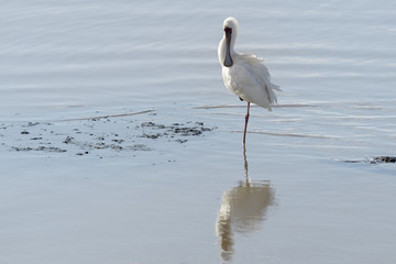 African spoonbill (Platalea alba) standing in water with reflection, Kruger National Park, South Africa.
