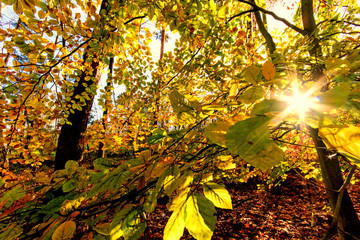 Beauty of autumn / wonderful fall colors in the forest :)