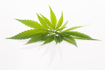 Cannabis leaf, marijuana leaf isolated on white