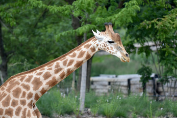 Girafe