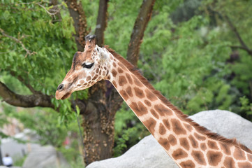Girafe