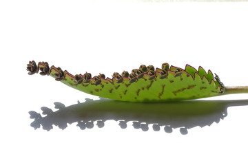 kalanchoe leaf