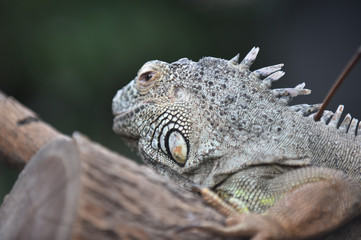 Iguane 