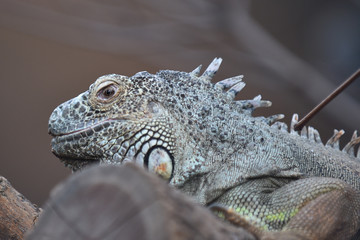 Iguane 