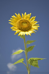 青空に向日葵