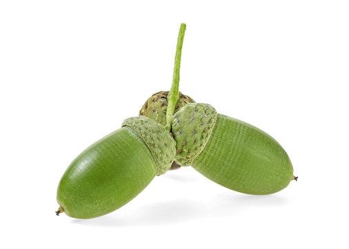 Green acorn fruits isolated on white background
