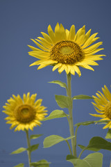 青空に向日葵