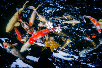 Many of Koi fishes swimming in a water garden,Colorful koi fish