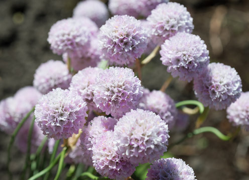 Fototapeta Flower Armeria in nature 