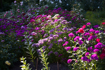 Flowers Dianthus barbatus in nature