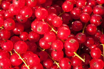 Background of Ripe Red Currant