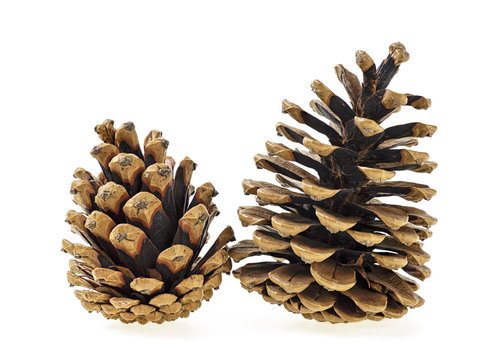 Two pine cones on a white background