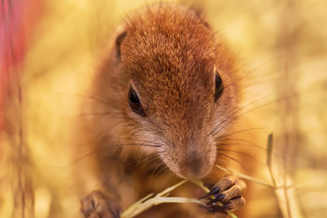 The prairie dog are eating food. It's small mammals, are in the same family as squirrels.