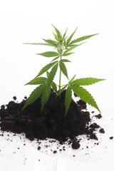 Cannabis plant in soil on white background