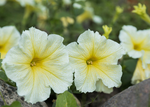 Yellow hibiscus flower