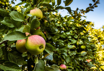 apples on a tree in the garden