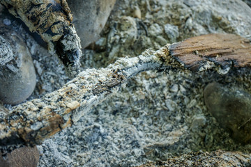ash from wood remaining after camp fire bbq